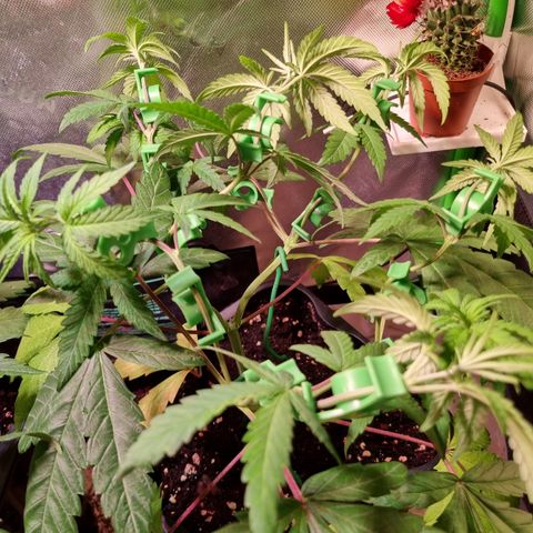 Dynamite Diesel #1 growlog timeline photo