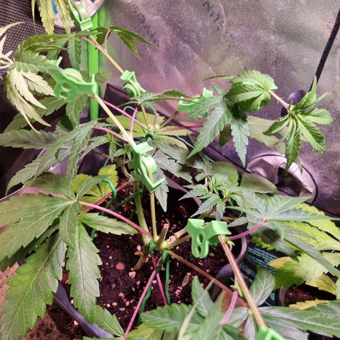 Dynamite Diesel #1 growlog timeline photo