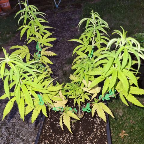 Dynamite Diesel #1 growlog timeline photo
