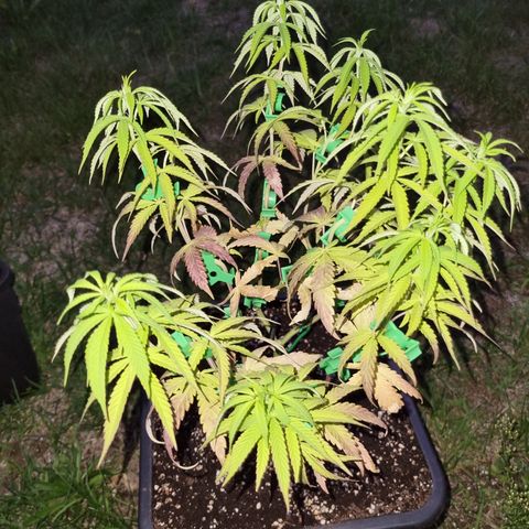 Dynamite Diesel #1 growlog timeline photo