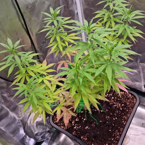 Dynamite Diesel #1 growlog timeline photo