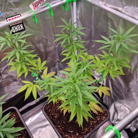 Dynamite Diesel #2 growlog timeline photo