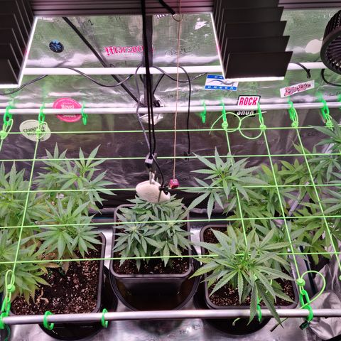 Dynamite Diesel #2 growlog timeline photo
