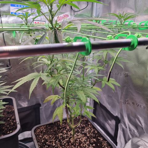 Dynamite Diesel #2 growlog timeline photo