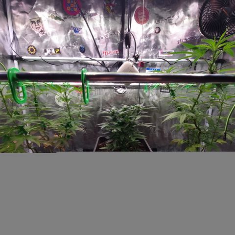 Dynamite Diesel #2 growlog timeline photo