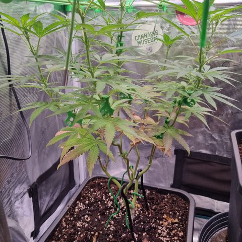 Dynamite Diesel #1 growlog timeline photo