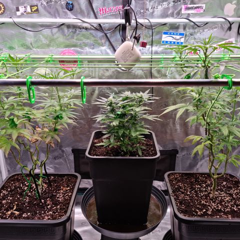 Dynamite Diesel #2 growlog timeline photo
