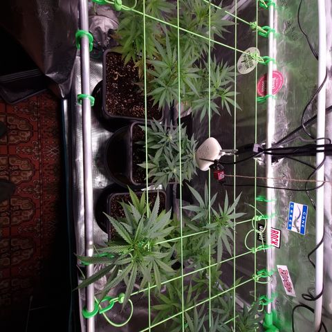 Dynamite Diesel #2 growlog timeline photo