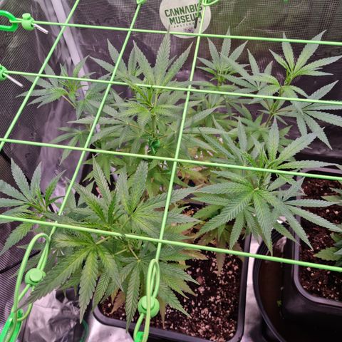 Dynamite Diesel #2 growlog timeline photo