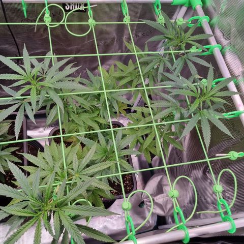 Dynamite Diesel #2 growlog timeline photo