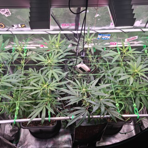 Dynamite Diesel #2 growlog timeline photo