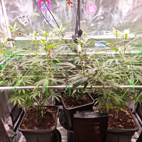 Dynamite Diesel #2 growlog timeline photo