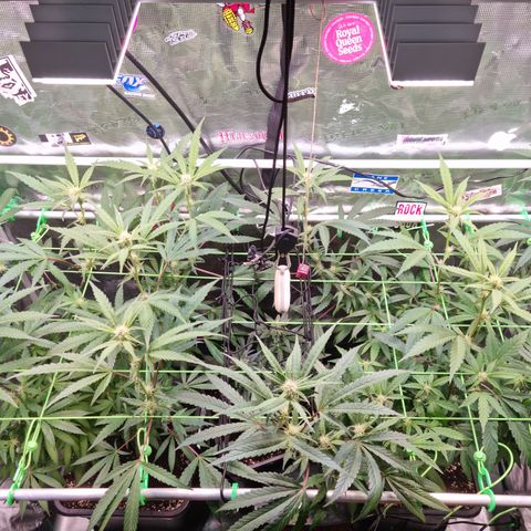 Dynamite Diesel #2 growlog timeline photo