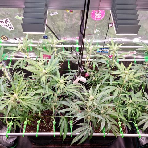 Dynamite Diesel #2 growlog timeline photo