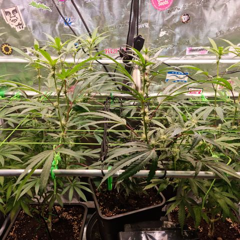 Dynamite Diesel #2 growlog timeline photo