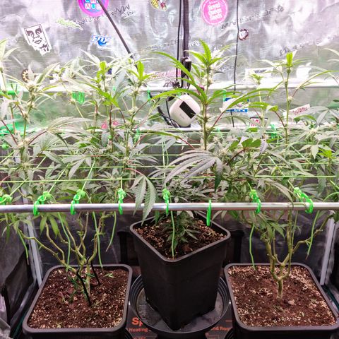 Dynamite Diesel #2 growlog timeline photo