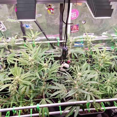 Dynamite Diesel #2 growlog timeline photo