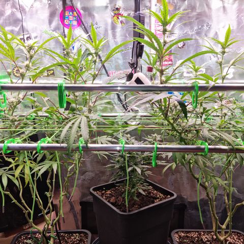 Dynamite Diesel #2 growlog timeline photo