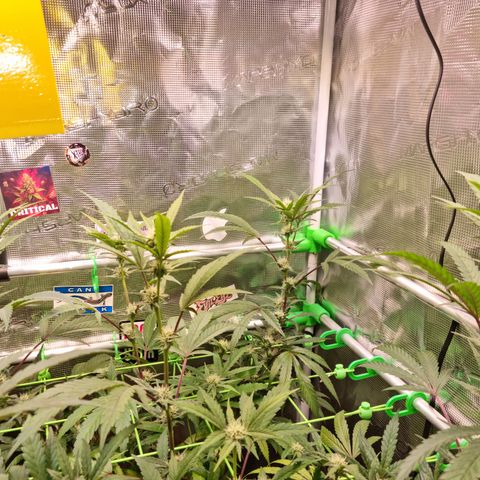 Dynamite Diesel #2 growlog timeline photo