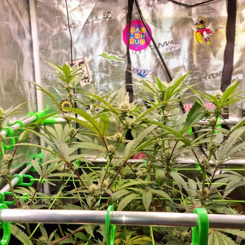 Dynamite Diesel #2 growlog timeline photo