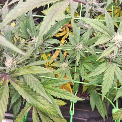 Dynamite Diesel #2 growlog timeline photo