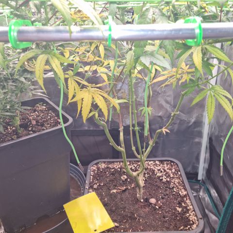 Dynamite Diesel #2 growlog timeline photo
