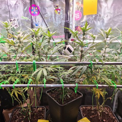 Dynamite Diesel #2 growlog timeline photo
