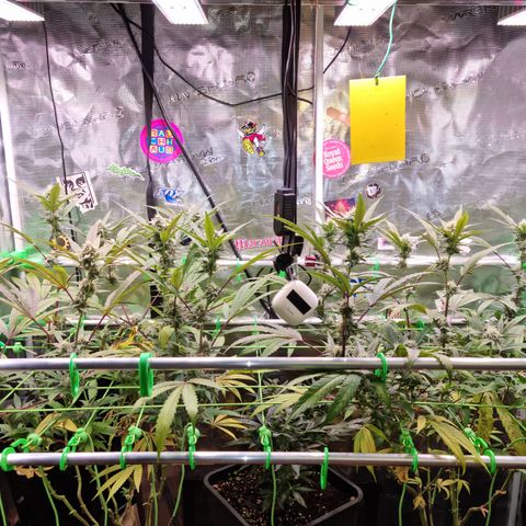 Dynamite Diesel #2 growlog timeline photo