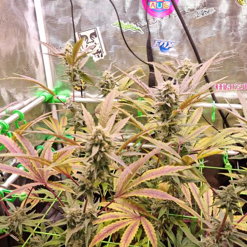 Dynamite Diesel #2 growlog timeline photo