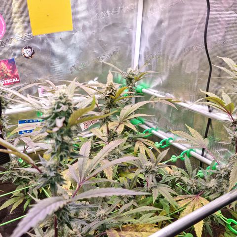Dynamite Diesel #2 growlog timeline photo