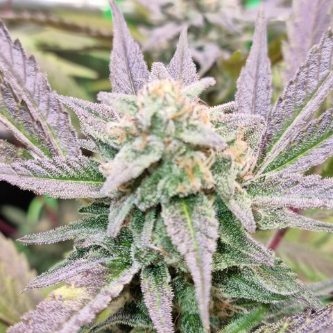 Dynamite Diesel #2 growlog timeline photo