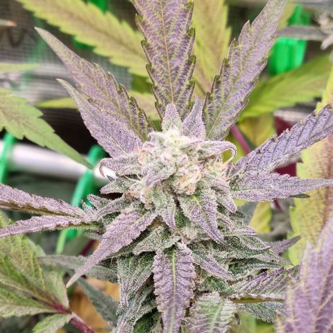 Dynamite Diesel #2 growlog timeline photo