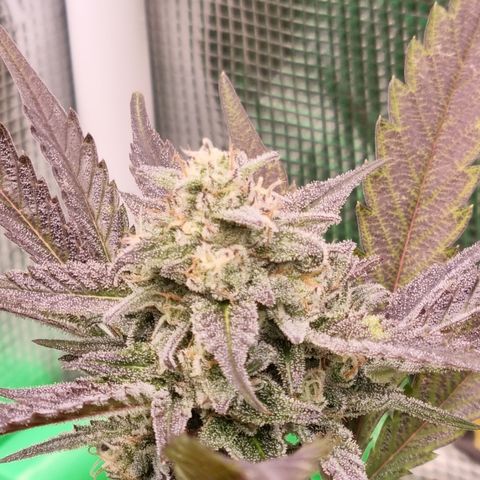 Dynamite Diesel #2 growlog timeline photo