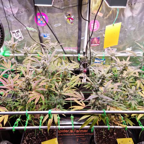 Dynamite Diesel #2 growlog timeline photo