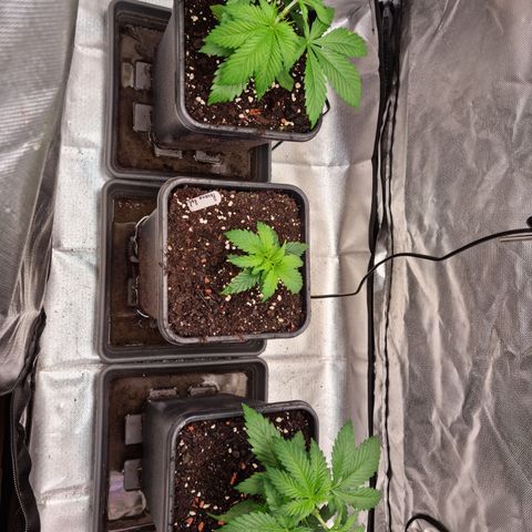 Panama Red #1 Alpha growlog timeline photo