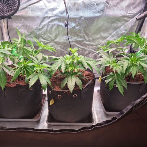 Panama Red #1 Alpha growlog timeline photo