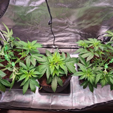 Panama Red #1 Alpha growlog timeline photo