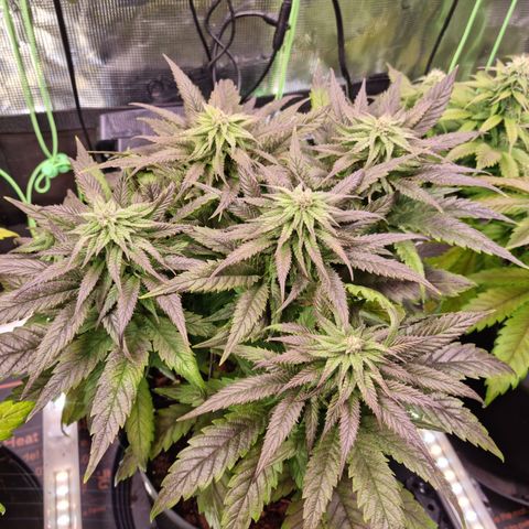 Panama Red #1 Alpha growlog timeline photo