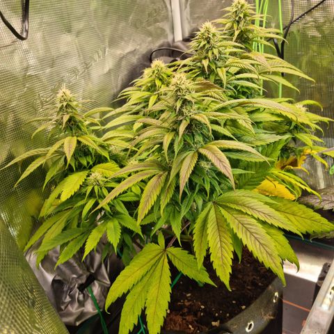 Panama Red #1 Alpha growlog timeline photo