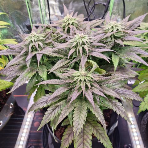 Panama Red #1 Alpha growlog timeline photo