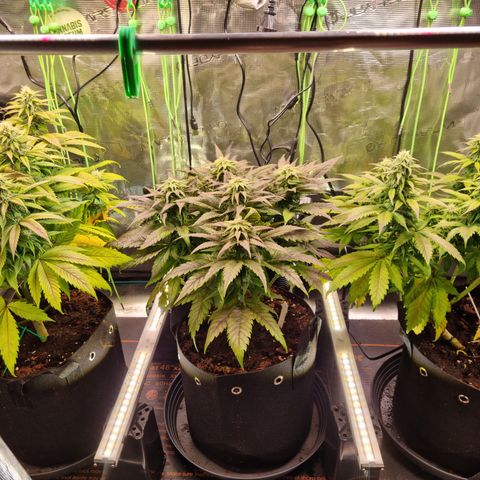 Panama Red #1 Alpha growlog photo: Alpha Bravo und Charlie v.L.n.R.