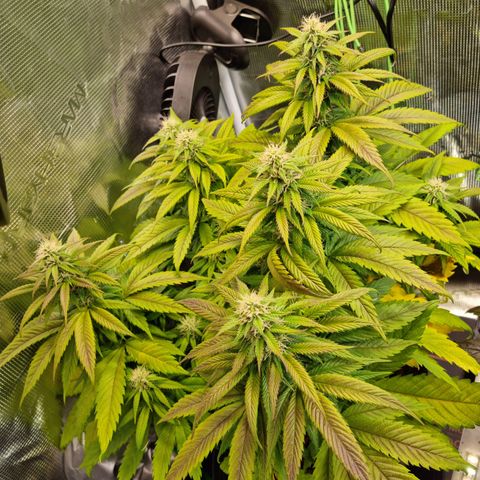 Panama Red #1 Alpha growlog timeline photo