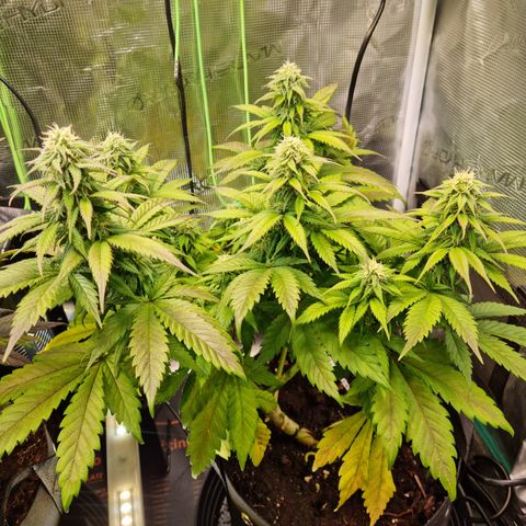 Panama Red #1 Alpha growlog timeline photo