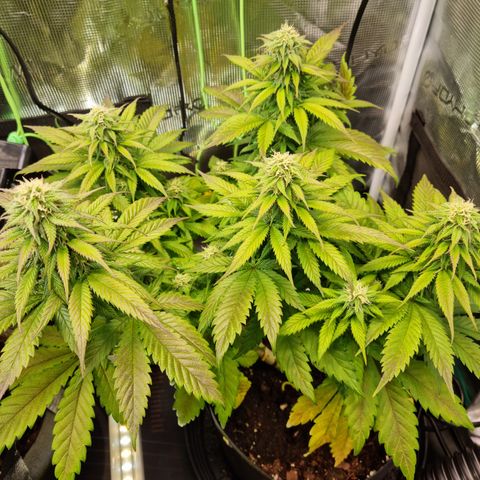 Panama Red #3 Charlie growlog photo: Charlie 