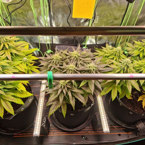 Panama Red #1 Alpha growlog timeline photo