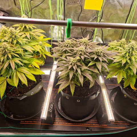 Panama Red #1 Alpha growlog timeline photo