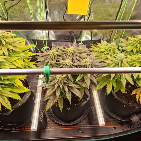 Panama Red #1 Alpha growlog timeline photo