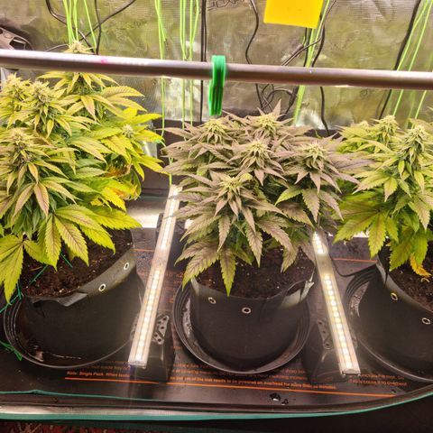 Panama Red #1 Alpha growlog timeline photo