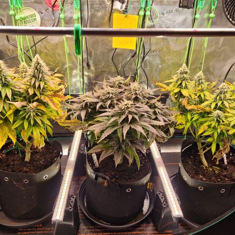 Panama Red #1 Alpha growlog photo: Alpha und Charlie sehen echt scheiße aus
Bravo is ok
Ich hoffe sie erholen sich 