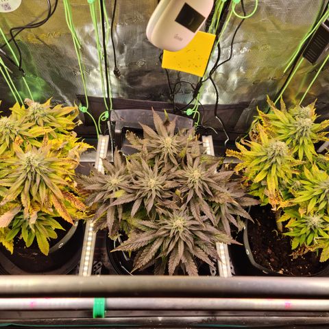 Panama Red #1 Alpha growlog photo: Alpha und Charlie sehen echt scheiße aus
Bravo is ok
Ich hoffe sie erholen sich 